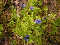 Snøveronika (Veronica alpina)