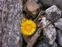 Hestehov (Tussilago farfara)