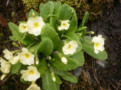 Kusymre (Primula vulgaris)