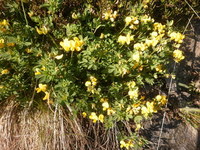 Tiriltunge (Lotus corniculatus)