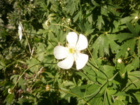 Hvitsoleie (Ranunculus platanifolius)