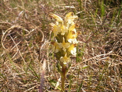 Gullmyrklegg (Pedicularis oederi)