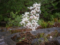 Bergfrue (Saxifraga cotyledon)