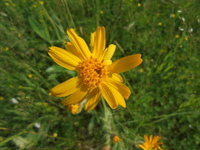 Solblom (Arnica montana)