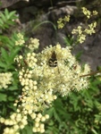 Mjødurt (Filipendula ulmaria)