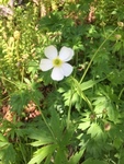 Hvitsoleie (Ranunculus platanifolius)