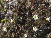 Fjellpryd (Diapensia lapponica)