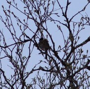 Sivspurv (Emberiza schoeniclus)