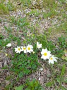 Reinrose (Dryas octopetala)