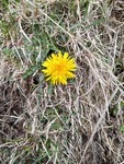 Løvetannslekta (Taraxacum)