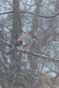 Nøtteskrike (Garrulus glandarius)