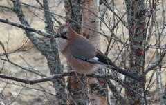 Nøtteskrike (Garrulus glandarius)