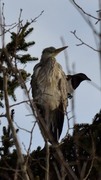 Gråhegre (Ardea cinerea)