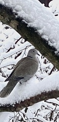 Tyrkerdue (Streptopelia decaocto)