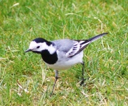 Linerle (Motacilla alba)