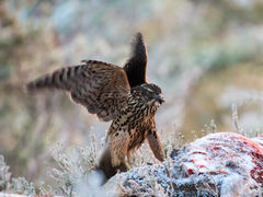 Hønsehauk (Accipiter gentilis)