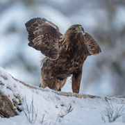 Kongeørn (Aquila chrysaetos)