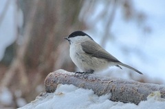 Løvmeis (Poecile palustris)