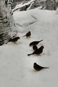 Gulspurv (Emberiza citrinella)