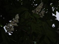 Hestekastanje (Aesculus hippocastanum)