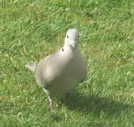 Tyrkerdue (Streptopelia decaocto)