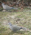 Tyrkerdue (Streptopelia decaocto)