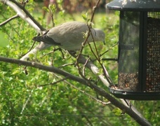 Tyrkerdue (Streptopelia decaocto)