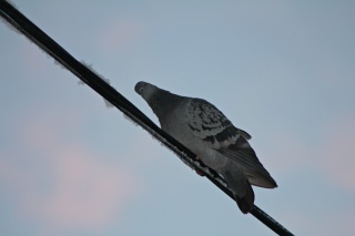 Bydue (Columba livia domestica)