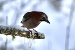 Nøtteskrike (Garrulus glandarius)