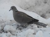 Tyrkerdue (Streptopelia decaocto)