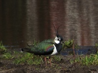 Vipe (Vanellus vanellus)