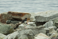 Tjeld (Haematopus ostralegus)