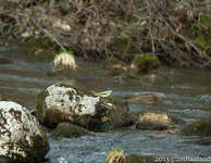 Vintererle (Motacilla cinerea)