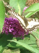 Svalestjert (Papilio machaon)