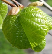 Lindeslekta (Tilia)