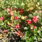 Tyttebær (Vaccinium vitis-idaea)