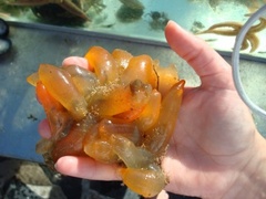 Sekkdyr (Ascidiacea)