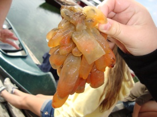 Sekkdyr (Ascidiacea)