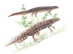 Småsalamander (Triturus vulgaris)