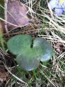 Blåveis (Hepatica nobilis)