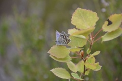 Klippeblåvinge (Scolitantides orion)