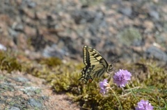 Svalestjert (Papilio machaon)