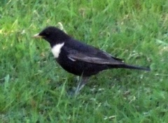 Ringtrost (Turdus torquatus)