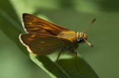 Engsmyger (Ochlodes sylvanus)