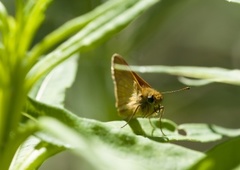 Engsmyger (Ochlodes sylvanus)