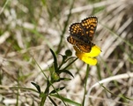 Marimjellerutevinge (Melitaea athalia)