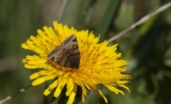 Brunt slåttefly (Euclidia glyphica)