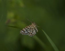 Rutemåler (Chiasmia clathrata)