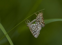 Rutemåler (Chiasmia clathrata)