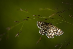 Rutemåler (Semiothisa clathrata)